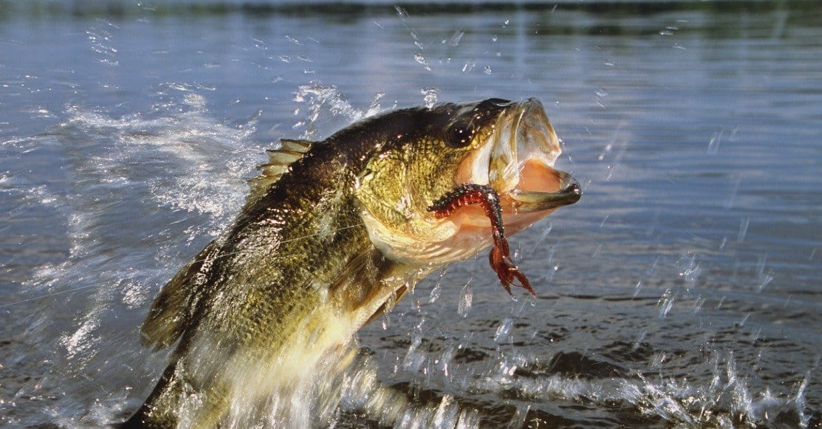 Largemouth Bass