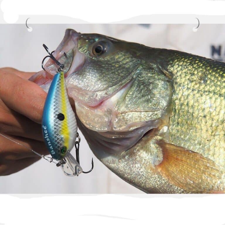 Crankbait Bass fishing tips US